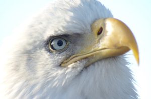 Bald eagle head